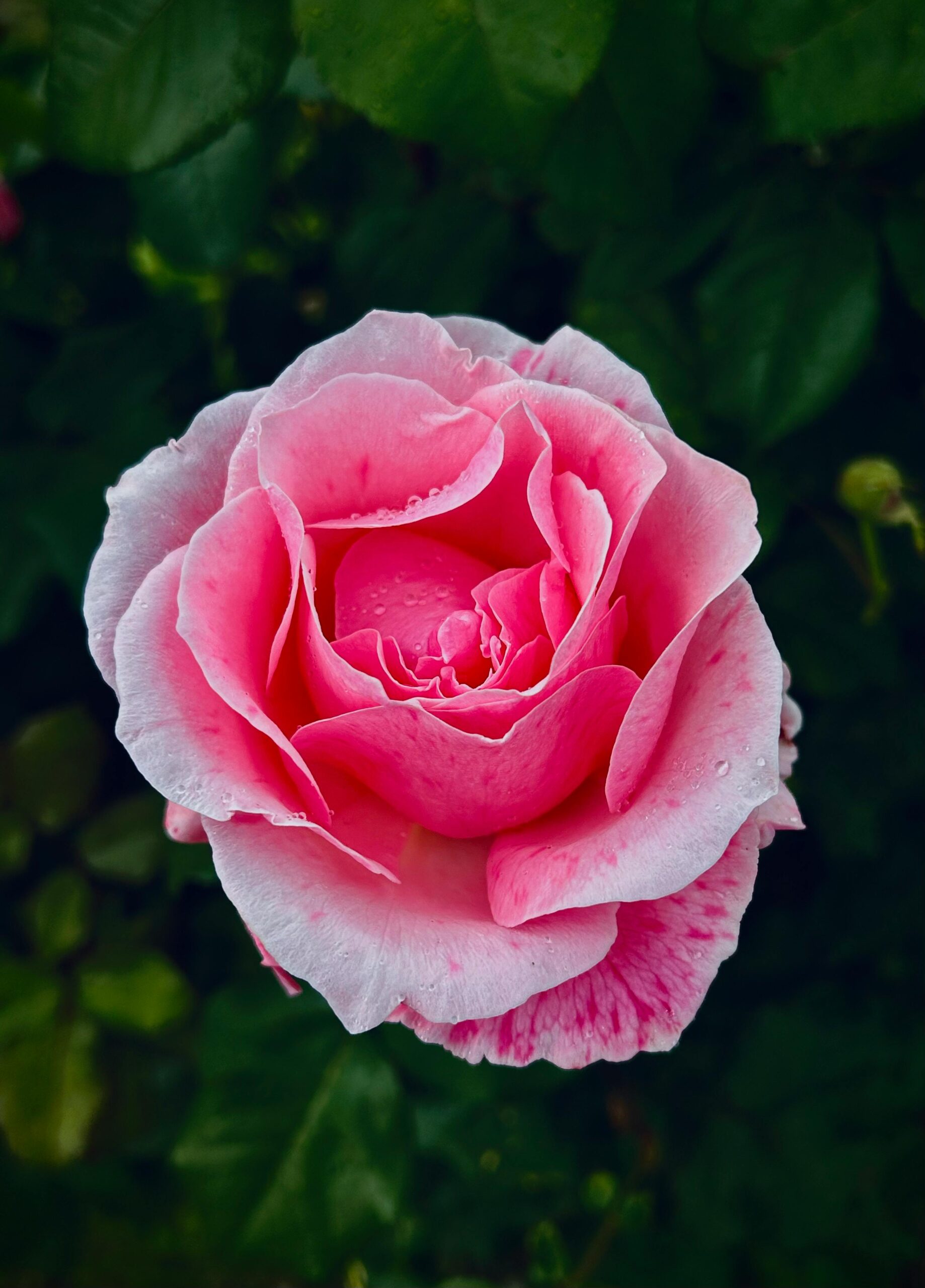 Close-up of a vibrant pink rose in full bloom amidst lush green foliage, capturing nature's beauty.